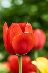 Naklejka premium Red tulip flower on flowerbed in city park