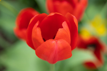 Fototapeta premium Red tulip flower on flowerbed in city park
