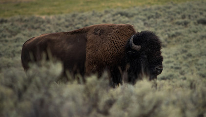 American bison on the Open Range (Bison bison), Yellowstone National Park, August 2018