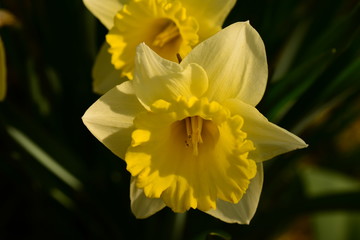 Yellow daffodils beautiful spring early flowers bloomed in the morning sun