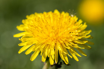 Macro view of yellow dandelion flower at spring