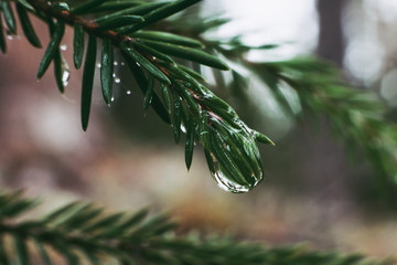 drops of dew hang on coniferous branches