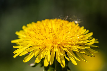 Macro view of yellow dandelion flower at spring