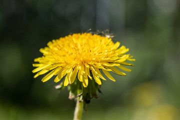 Macro view of yellow dandelion flower at spring