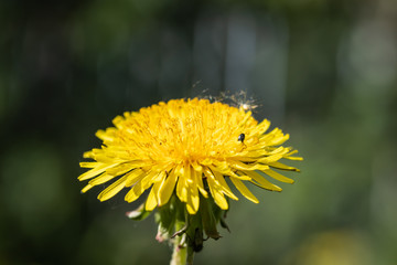 Macro view of yellow dandelion flower at spring