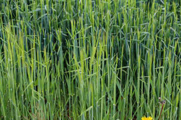Green winter rye started spike in a field