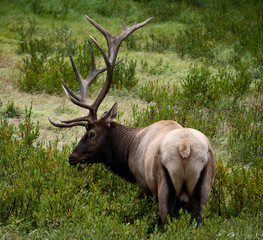 Elk (Cervus canadensis) in brush, bull, Yellowstone National Park, August 20, 2018