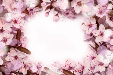 Spring cherry blossom