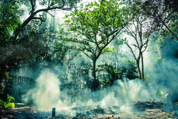 The smoke from the fire in the jungle. The sun's rays make their way through the trees. Hot tropical climate caused a fire.