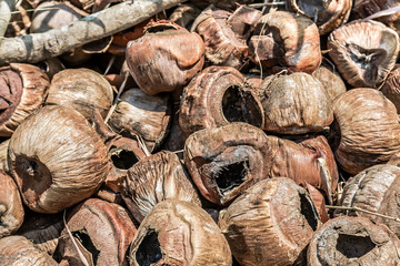 Dump old dry coconuts. Waiting for the queue to burn. Recycling Organic Garbage. Close-up, brown tones. Natural textures. Empty waste coconuts