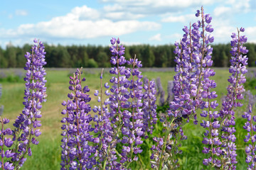 Obraz premium Wild lupine blooms in a field against the backdrop of the forest. Background of purple flowers and blue sky