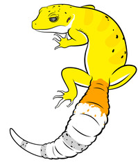 Leopard Gecko Morph 1