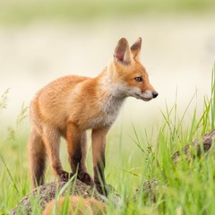 Young red Fox stands on a rock on a beautiful light