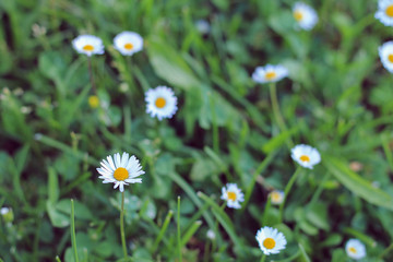 Spring daisy flowers in green grass