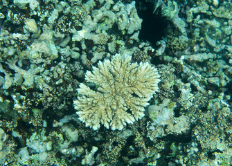 The endangered coral reef