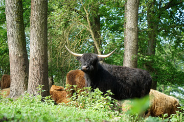 Scottish Longhorn cattle in the pasture near a creek in Germany