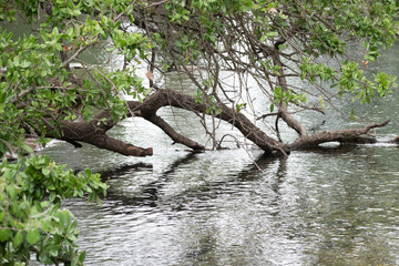 Tree dipping into pond