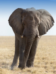 Fototapeta na wymiar Huge african elephant in namibia savannah