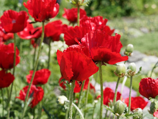 Obraz premium Der Arznei-Mohn (Papaver bracteatum) oder Armenischer Mohn, pflanzenart mit tiefroten Blüten