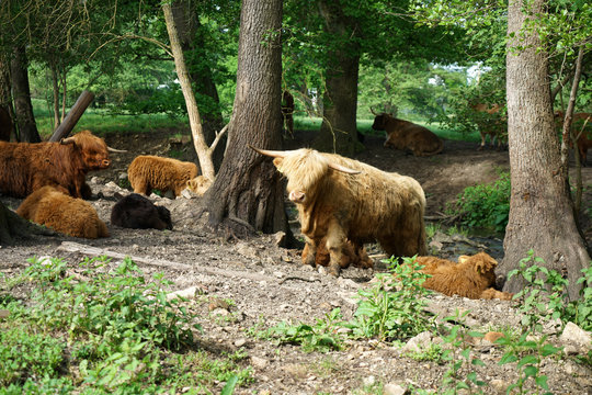 Scottish Longhorn cattle in the pasture near a creek in Germany © helfei