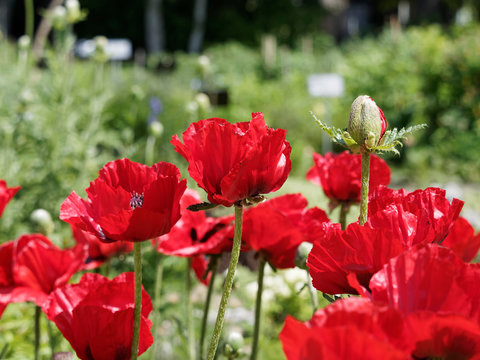 Arznei-Mohn - Images et vidéos libres de droits | Adobe Stock