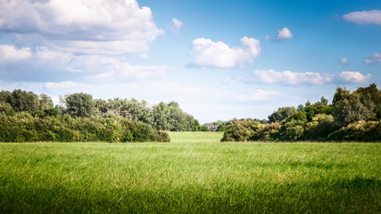 Obraz premium Summer landscape