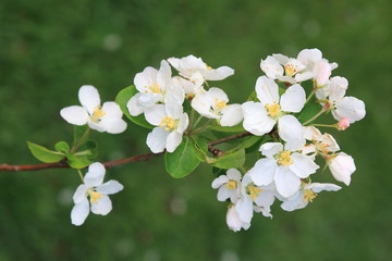A branch of a blossoming spring apple tree with white flowers on a background of green grass