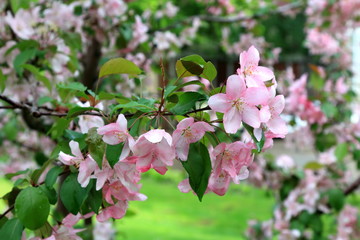Obraz premium Beautiful flowers blooming spring apple with water droplets after rain