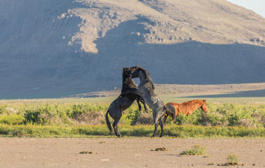 Wild Horse Stallions Fighting in the Utah Desert in Spring