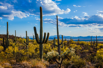 Fototapeta premium Saguaro
