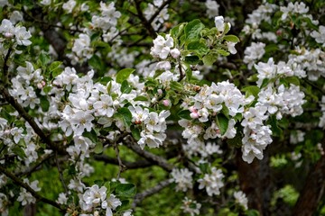 flower, spring, blossom, tree, nature, flowers, white, garden, green, plant, apple, branch,  bloom, blooming, beauty, leaf, pink, season, petal, macro, sky, blossoming, flora, summer