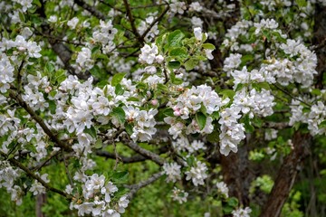 flower, spring, tree, blossom, nature, white, flowers, green, apple, garden, bloom, branch, blooming, plant, season, beauty, sky, day, flora, blossoming, leaf, petal, macro