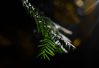 Close-up of pine branch illuminated by summer sunlight.