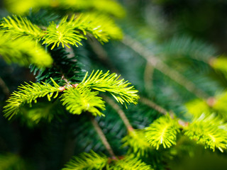Close-up view of freshly green, young pine needles.