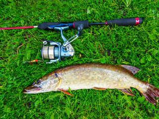 trophy pike on green grass with ultralight spinning.