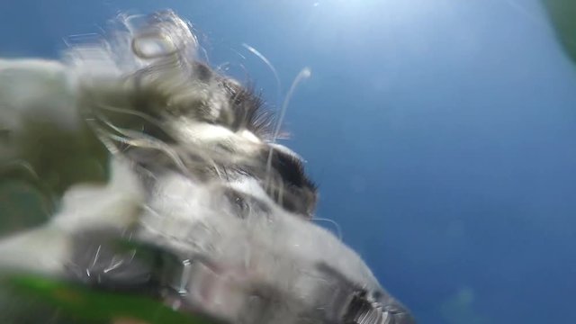 Upview from the bottom af a dog's water bowl while the dog is drinking. 