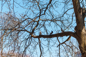 three pigeons sit on a thick branch of a tree without leaves
