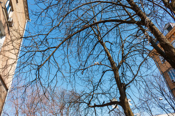 long branchy tree with pigeons on branches between two houses against the blue sky. The branchy tree and a group of pigeons birds in early spring.