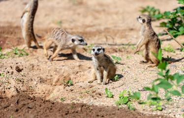 Meerkat Suricata or Suricatta - African native Animal at a Nature Park