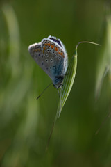 Common Blue Butterfly Polyommatus icarus on a grass seed head