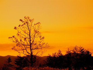 Fototapeta na wymiar Tree in Sunset