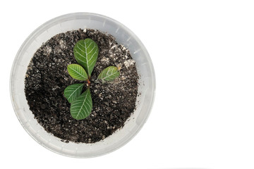 green flower in a plastic pot isolated on the white background. nature life and growth concept
