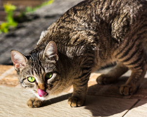 Close up de gato cinza