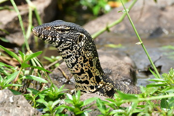 water monitor varanus niloticus in South Africa landscape