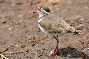  three-banded plover in African landscape