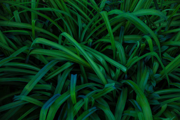 Fototapeta premium Closeup nature view of dark green tropical leaf. Natural backround for design