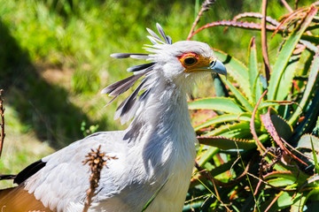 Secretary bird standing
