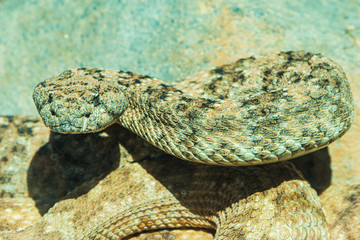 Rattlesnake ready to strike