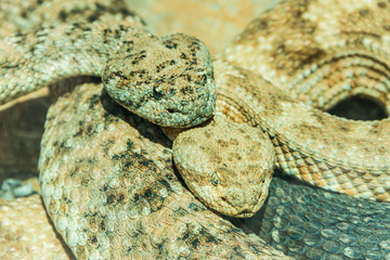 a pair of rattlesnakes