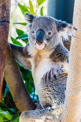 koala in a tree